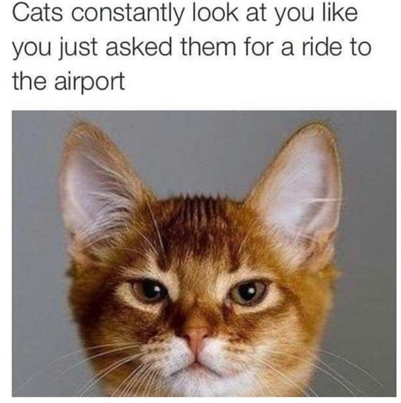 cats-look-pissed-of