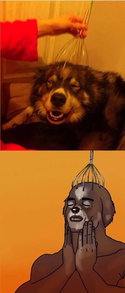 dog-happy-face