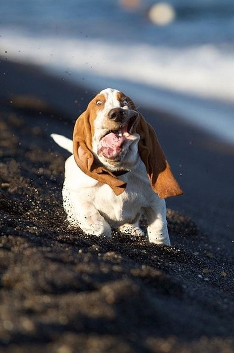 dog-magestic-running-face