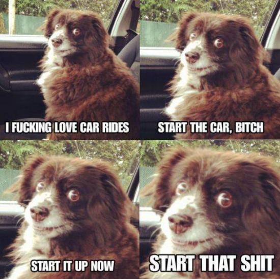 dog-weird-car-rides