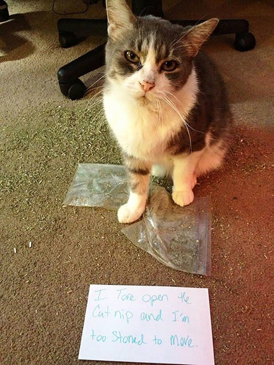 funny-cat-catnip-rip-bag-shame-note