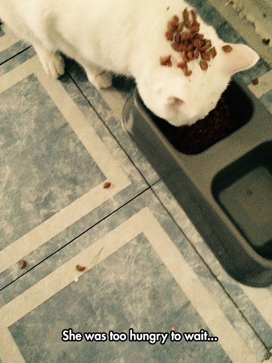 funny-cat-eating-food-head