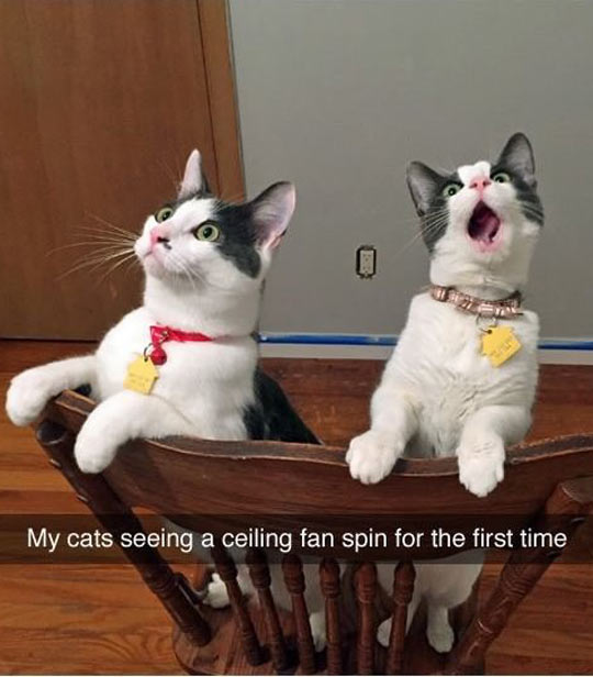 funny-cats-ceiling-fan-watching