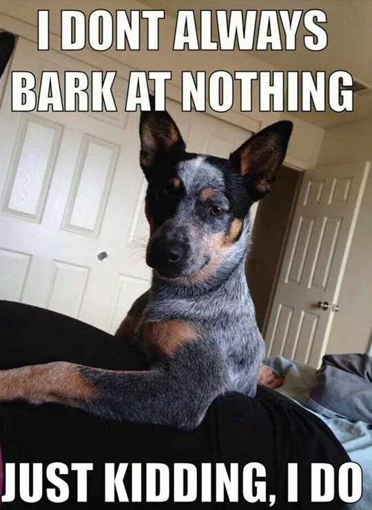 funny-dog-barking-room-pointy-ears