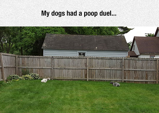 funny-dogs-yard-poop-opposite