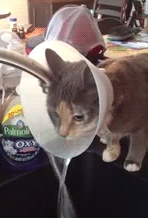funny-gif-cat-drinking-water-cone-shame