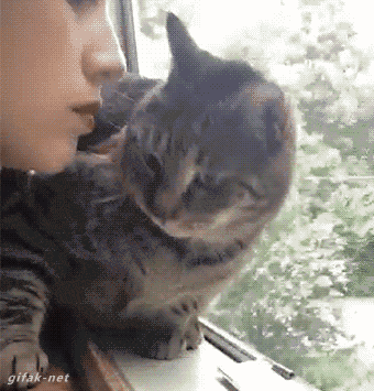 funny-gif-cat-kiss-annoyed