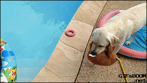 funny-gif-dog-pool-water-Teddy-bear