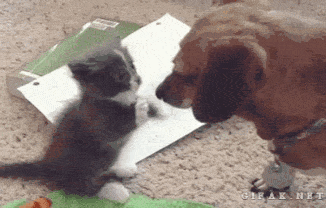 funny-gif-kitten-playing-dog-snout