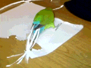 funny-gif-parrot-cutting-paper-wings