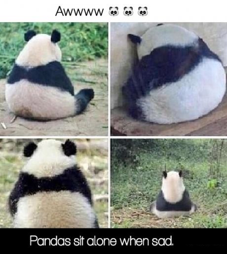 pandas-alone-sad-cute