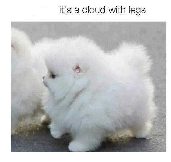 puppy-cloud-cute