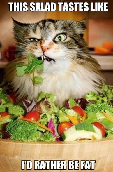 salad-cat-fat-food