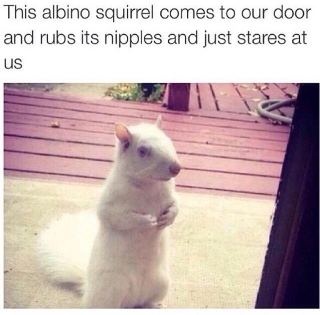squirrel-weird-creepy-albino