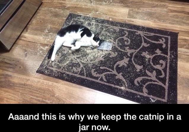 cat-catnip-stoned