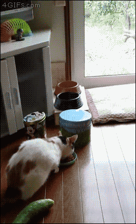 cat-gif-scared-food