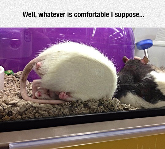 cute-rat-sleeping-comfortable