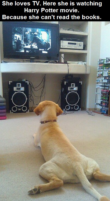 dog-watching-tv-movie