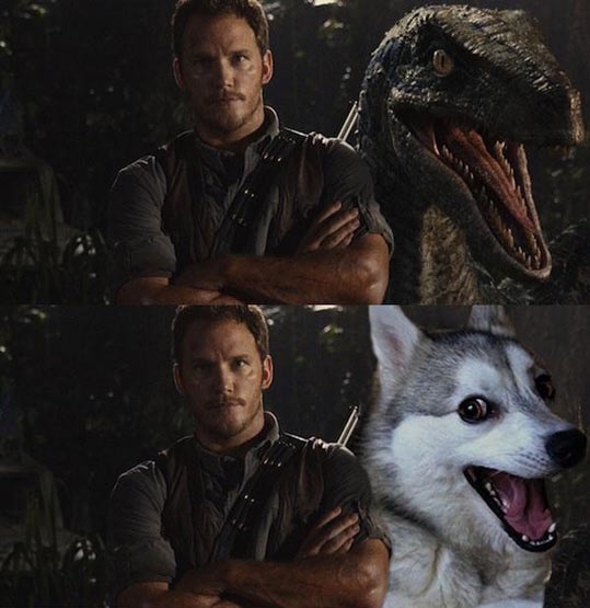 funny-Chris-Pratt-raptor-Doge