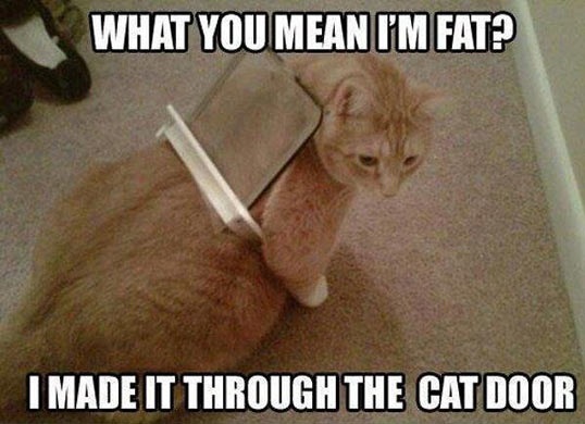 funny-cat-door-fat