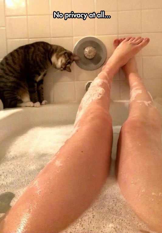 funny-cat-watching-legs-bathroom