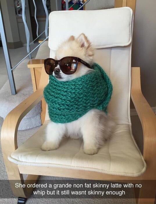 funny-dog-scarf-glasses-sofa