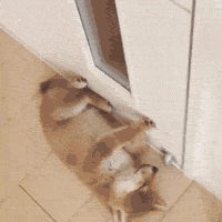 funny-gif-dog-sleeping-door-open