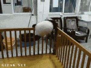 funny-gif-panda-trying-escape-crib