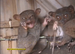 funny-gif-tarsier-couple-bug
