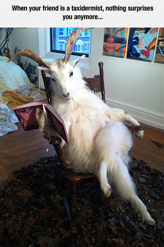 funny-goat-taxidermy-reading-book