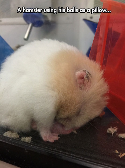 funny-hamster-sleeping-ball-cage