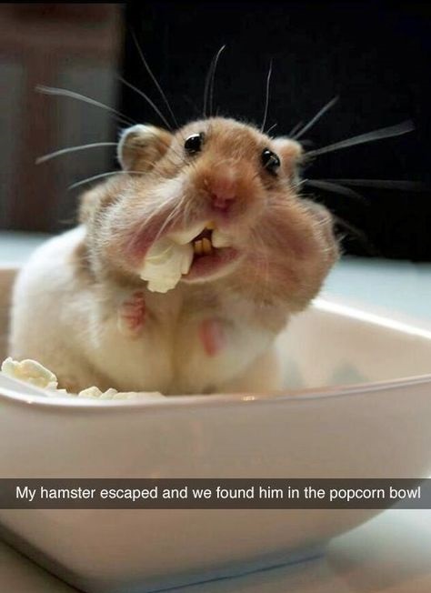 hamster-escape-popcorn