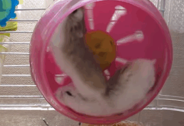 hamsters-gif-running
