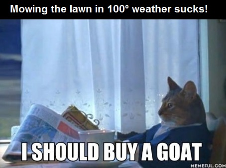 lawn-meme-goat-summer