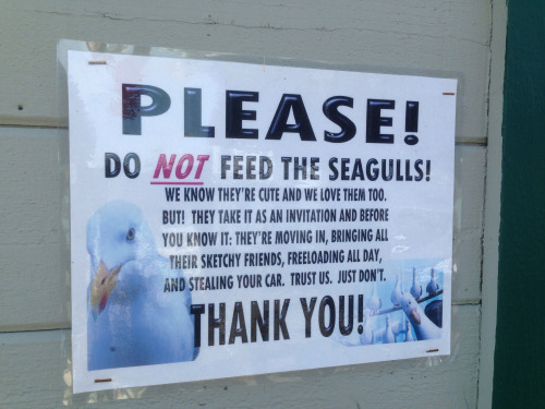 seaguls-sign-feed