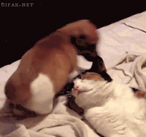 cat-dog-gif-sniff-butt