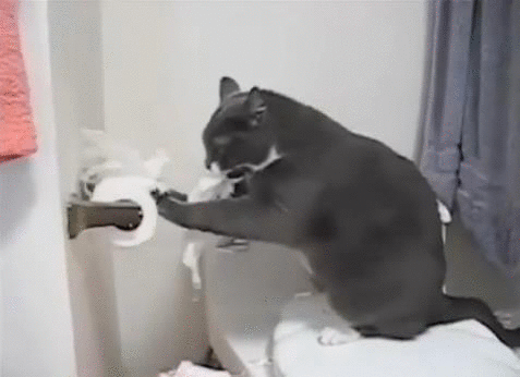 cat-gif-toilet-paper