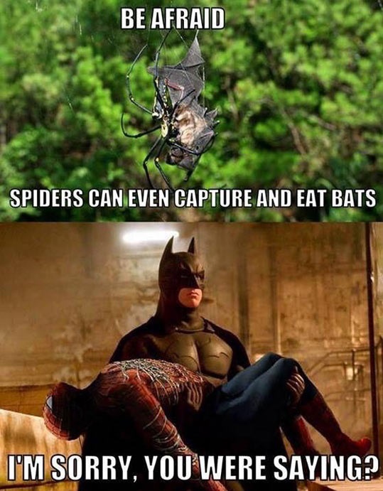 funny-batman-Spider-Man-web