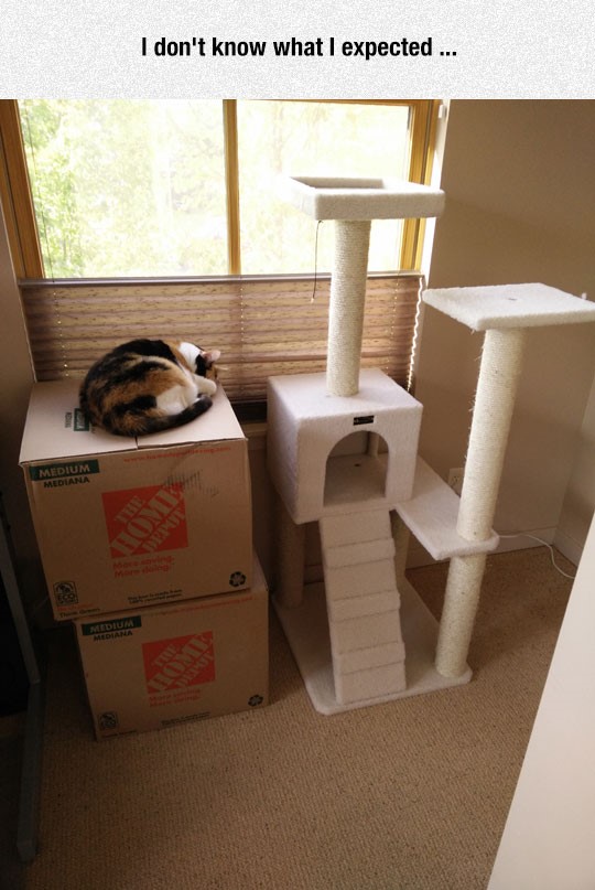 funny-cat-sleeping-cardboard-box