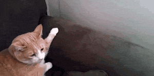 funny-gif-cat-hiding-behind-couch-slowly