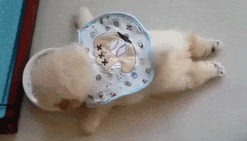 funny-gif-lazy-puppy-eating