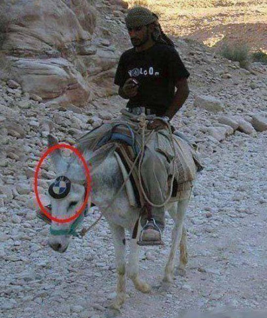 funny-ride-donkey-BMW-logo