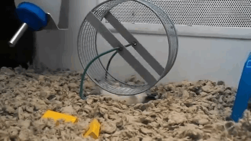 hamster-spining-fuck-system