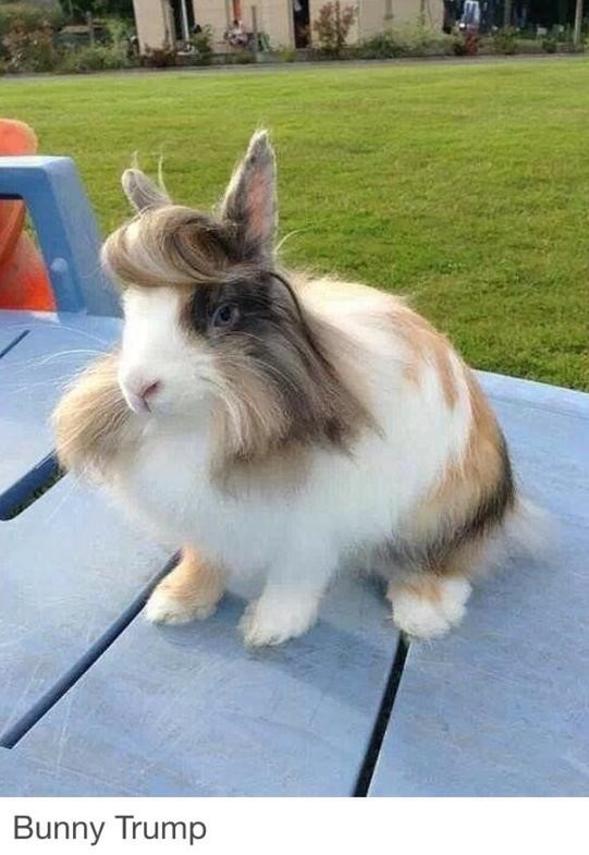 bunny-trump-hair-fabulous