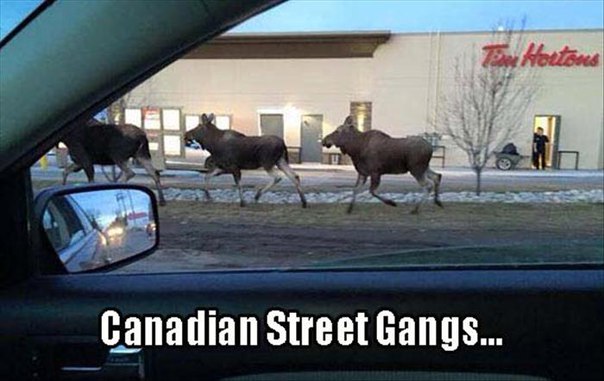 canadian-street-gangs-moose