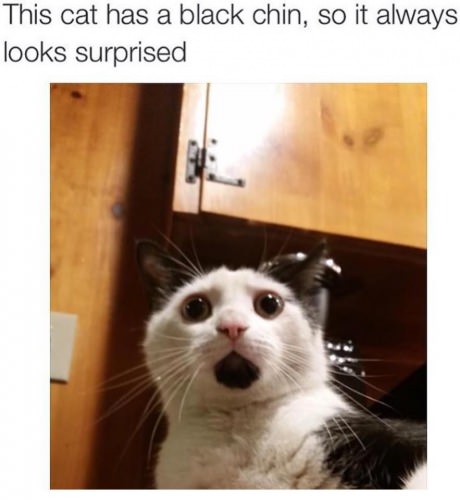 cat-chin-surprised