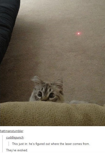 cat-laser-evolve