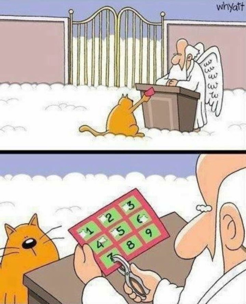 cat-lifes-heaven-god