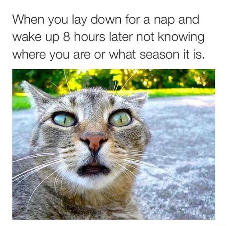 cat-nap-confusing