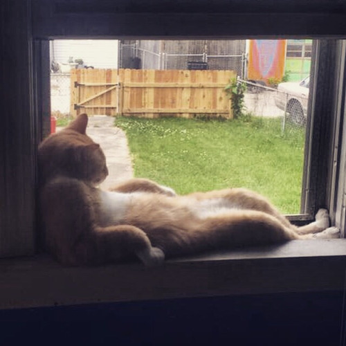 cat-siting-window-relax